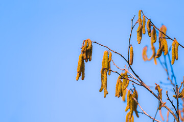Closeup of pollen-rich hazel catkins on tree