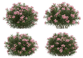 Four isolated pink oleander bushes on transparent background, showcasing different sizes