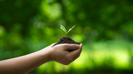 World Environment Day Concept In Hand Holding Planted Tree Ready To Return To Forest For Conservation And Forest Preservation On Green Forest Background