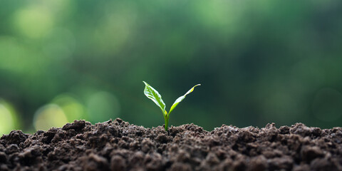 World Environment Day Concept: Growing Green Trees Ready to Return to the Forest for Conservation and Maintenance of Green Forests