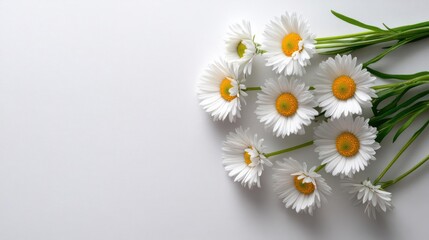 Fototapeta premium Close-up of White Daisy Flowers with Yellow Centers and Green Stems on White Backdrop
