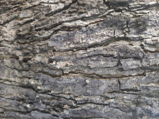 the surface of the bark is old and rough top view images