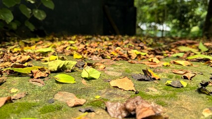 Autumn leaves scattered across a moss covered surface create a colorful textured outdoor scene