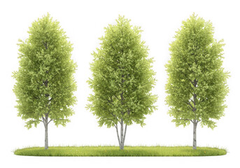 Three tall birch trees on a grassy patch isolated on transparent background, their green leaves lush and vibrant