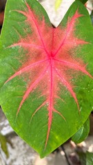 Close up reveals vibrant red veins radiating through a lush green leaf surface