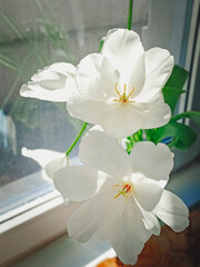Close-up of blooming white tulips. Beautiful background with flowers. Vertical photo.