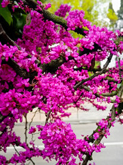 Cercis siliquastrum, Judas tree, ornamental tree blooming with bright pink flowers. Spring scenic background. Vertical photo.