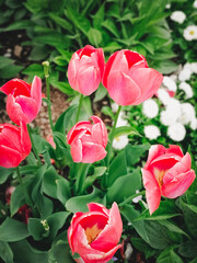 Spring flowers. Tulip bouquet on the bokeh background.