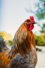 A breathtaking closeup of a strikingly colorful rooster, showcasing its vibrant plumage and...