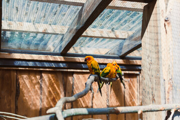Vibrant and colorful Sun Conures can be seen perched gracefully on a branch within their...