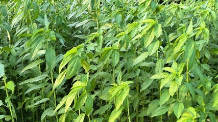 Lush green jute plants thrive densely, exhibiting their vibrant leaves and stems in natural light