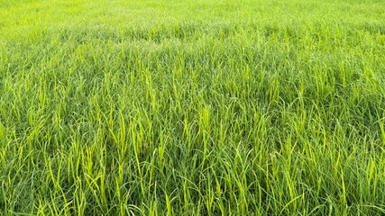 Lush, green field presents dense blades waving gently in a sunlit landscape