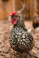 An Elegant Black and Gold Chicken, with Intricate Feather Patterns, graces a serene Natural...