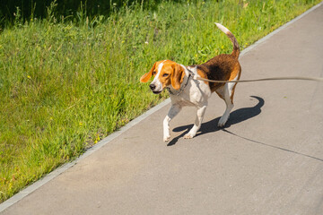 Beagle Dog with a Leash Walks Along a Paved Path Next to Green Grass in a Park on Sunny Day.