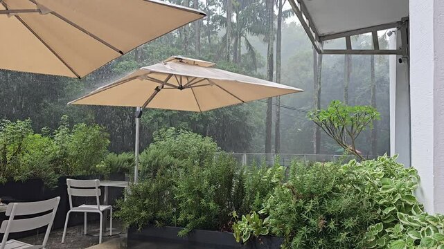 Beautiful fragrant herb garden with mint leaves, rosemary, lavender surrounding cozy outdoor caf&eacute; restaurant. White tables chairs umbrellas under heavy afternoon rain, water splashing nature sound
