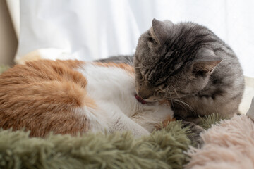 窓辺で毛づくろいをする二匹の猫