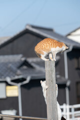 木に登って遊ぶ二匹の可愛い猫	