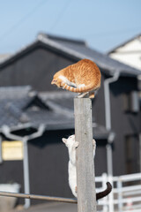 木に登って遊ぶ二匹の可愛い猫	