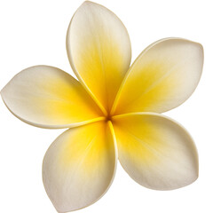 Frangipani flowers picked from the tree