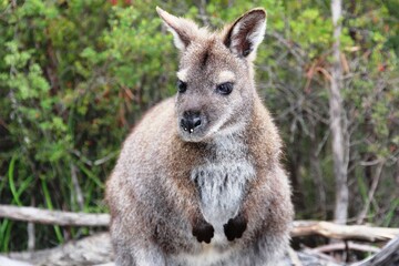 baby kangaroo in the bush