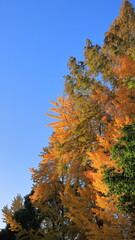 A landscape of an autumn day with giant metasequoia and ginkgo trees shining yellow leaves high into the blue sky