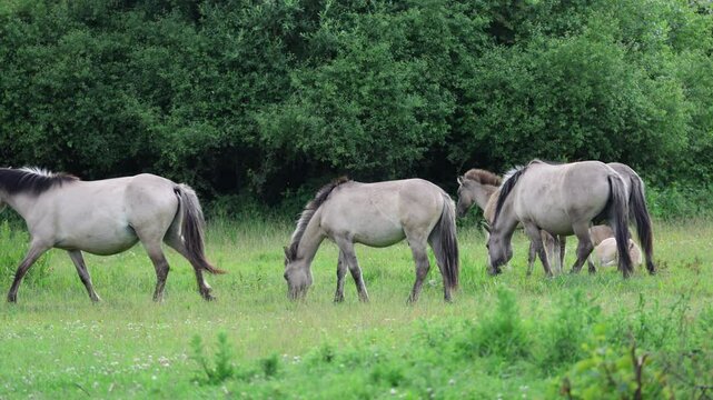 Wild Konik horses grazing in a nature reserve