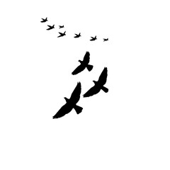 flock of birds