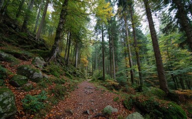 Fototapeta premium path in the woods