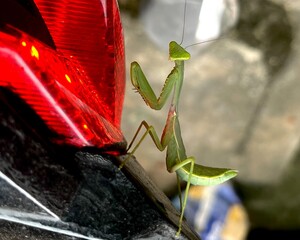High-detail still image of a praying mantis perched on a leaf, ready to strike.