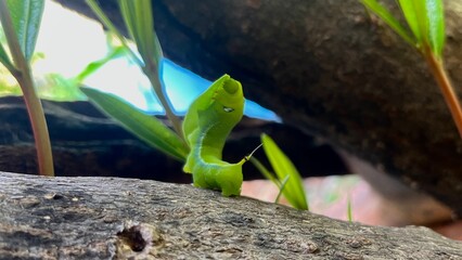 Furry Caterpillar On Leaf Surface In Morning Light