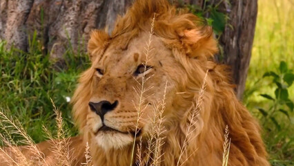 Meet the majestic male lion, the king of Africa's wild jungle. This stunning image captures the lion's fierce face, showcasing his powerful jawline and piercing gaze
