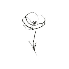 Poppy Flower Hand Drawn Line Art Style. Vector Floral Line Art Design for Poster, Print, Social Media, Wallpaper. Minimal Flower Art Creative Illustration.