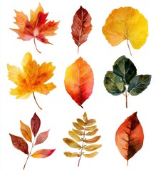Fototapeta premium set of autumn leaves