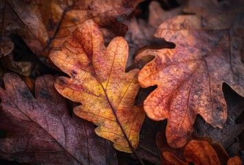 autumn maple leaf