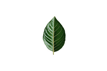 Bay Leaf Spice PNG - 1