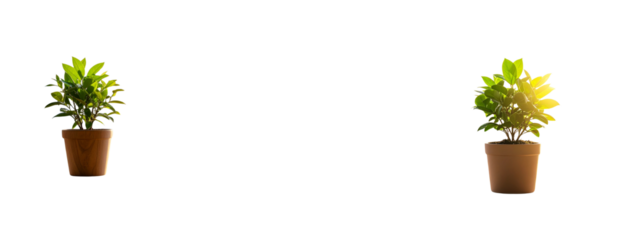  Indoor Green Plant on Wooden Table with Sunlit City Skyline Background, Isolated PNG