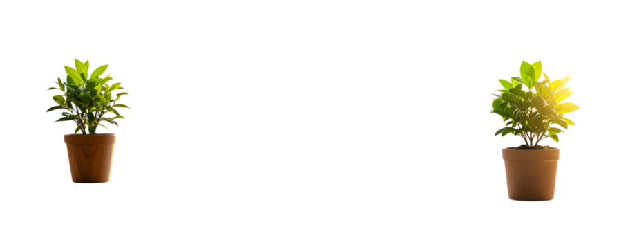 Indoor Green Plant on Wooden Table with Sunlit City Skyline Background, Isolated PNG