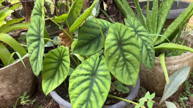close-up view of healthy Alocasia plant in garden pot. Surrounded by tropical plants like aloe vera, highlights lush backyard gardening, perfect for botany, home gardening, or plant care content.