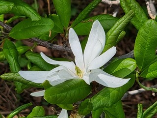 Beautiful flower in the garden. Plant name is Magnolia stellata "Water Lily".