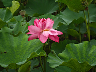 single pink lotus flower blossoms in the middle of green leaves in the pond