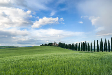 rolling green hills with a row of cypress trees leading to a Tuscan farmhouse under a blue sky with fluffy