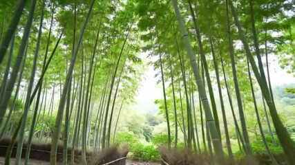Bamboo forest trail, tranquil pathway through tall bamboo trees with sunlight rays creating serene jungle environment perfect for zen themes or eco nature visuals - Powered by Adobe