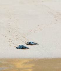 The turtles hatch from their eggs and crawl along the sand towards the ocean