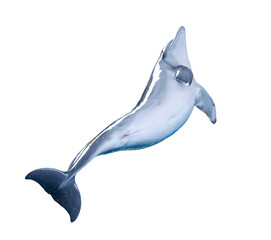 Dolphin isolated on white background