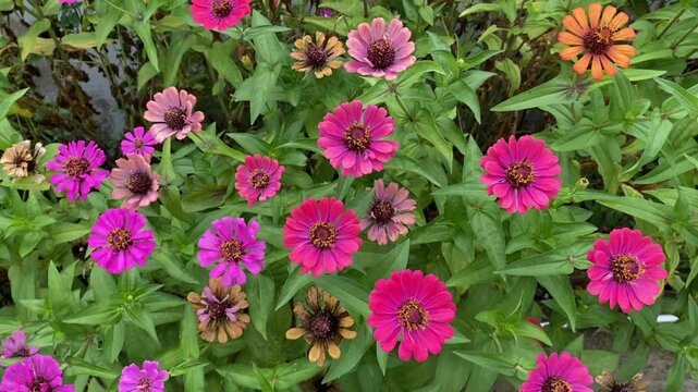 Varied shades of pink Zinnia flowers bloom with green leaves and river in background
