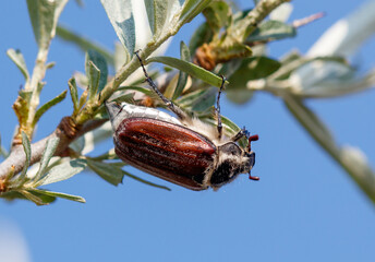 A large brown and white beetle is hanging from a tree branch