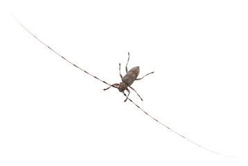 Bark beetle with large antennae isolated on white background