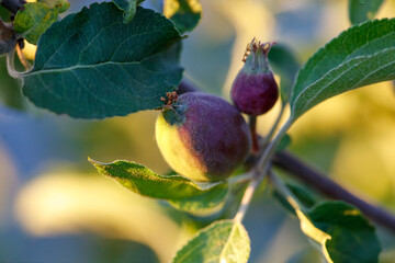 Small apples on a tree in spring.