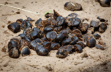 A pile of black rocks on a sandy beach