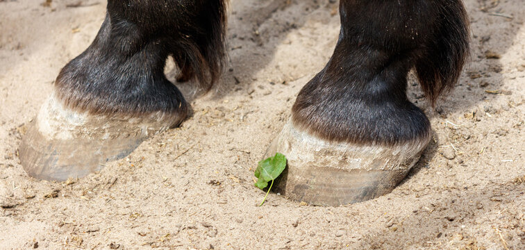 The hooves of a horse on a sandy beach